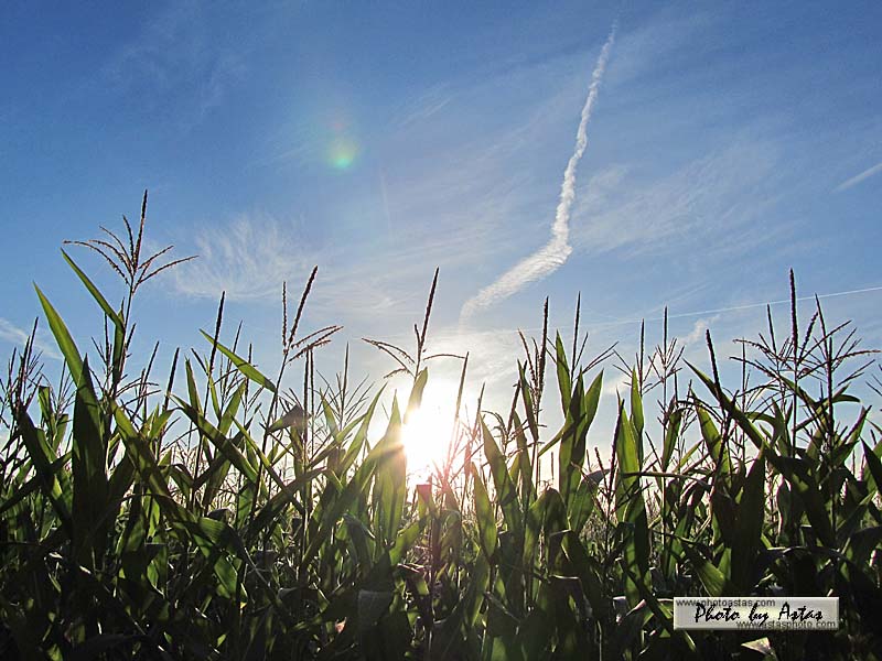 Schliessen von sonnenpracht0308.jpg