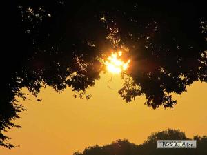 Klick für Originalgröße :sonnenpracht0016.jpg