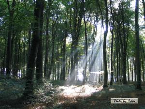 Klick für Originalgröße :sonnenpracht0037.jpg