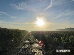 Klick für Originalgröße :sonnenpracht0073.jpg