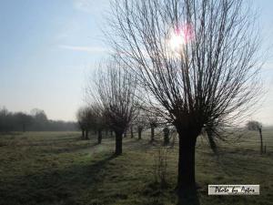 Klick für Originalgröße :sonnenpracht0119.jpg