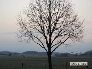 Klick für Originalgröße :sonnenpracht0121.jpg