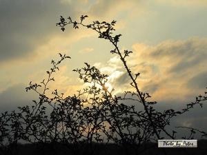 Klick für Originalgröße :sonnenpracht0162.jpg