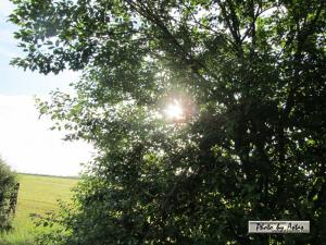 Klick für Originalgröße :sonnenpracht0200.jpg