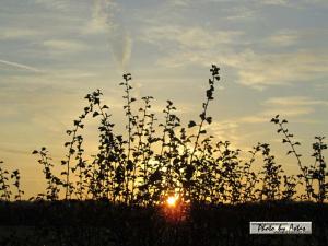 Klick für Originalgröße :sonnenpracht0220.jpg