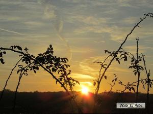 Klick für Originalgröße :sonnenpracht0222.jpg