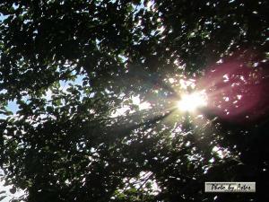 Klick für Originalgröße :sonnenpracht0250.jpg