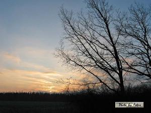Klick für Originalgröße :sonnenpracht0291.jpg