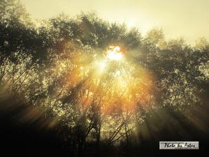 Klick für Originalgröße :sonnenpracht0331.jpg