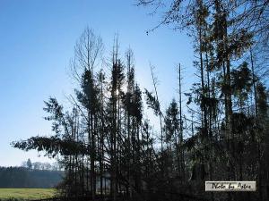 Klick für Originalgröße :sonnenpracht0403.jpg