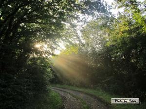 Klick für Originalgröße :sonnenpracht0406.jpg