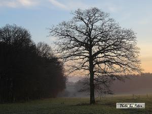 Klick für Originalgröße :sonnenpracht0588.jpg