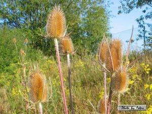 Klick f&uuml;r Originalgr&ouml;&szlig;e :normal_tagesfoto00000145.jpg