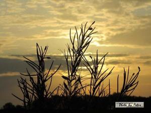 Klick f&uuml;r Originalgr&ouml;&szlig;e :normal_tagesfoto00000148.jpg