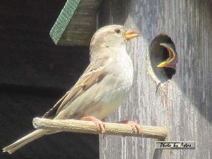 Klick f&uuml;r Originalgr&ouml;&szlig;e :normal_tagesfoto00000166.jpg