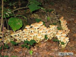 Klick f&uuml;r Originalgr&ouml;&szlig;e :normal_tagesfoto00000170.jpg