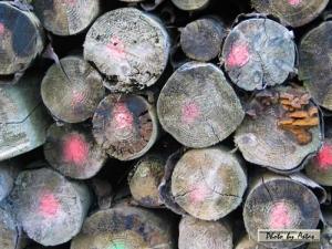 Klick f&uuml;r Originalgr&ouml;&szlig;e :normal_tagesfoto00000174.jpg