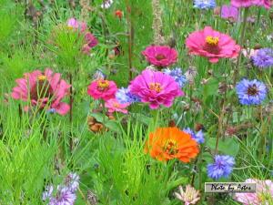 Klick f&uuml;r Originalgr&ouml;&szlig;e :normal_tagesfoto00000220.jpg