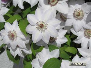 Klick f&uuml;r Originalgr&ouml;&szlig;e :normal_tagesfoto00000227.jpg