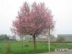 Klick f&uuml;r Originalgr&ouml;&szlig;e :normal_tagesfoto00000303.jpg