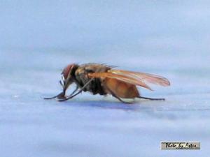 Klick f&uuml;r Originalgr&ouml;&szlig;e :normal_tagesfoto00000317.jpg