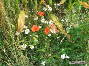 Klick f&uuml;r Originalgr&ouml;&szlig;e :normal_tagesfoto00000396.jpg