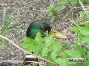 Klick f&uuml;r Originalgr&ouml;&szlig;e :normal_tagesfoto00000412.jpg