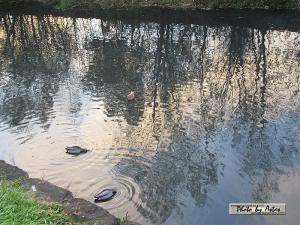 Klick f&uuml;r Originalgr&ouml;&szlig;e :normal_tagesfoto00000414.jpg