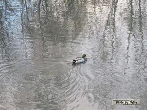 Klick f&uuml;r Originalgr&ouml;&szlig;e :normal_tagesfoto00000415.jpg