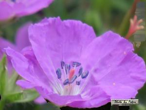 Klick f&uuml;r Originalgr&ouml;&szlig;e :normal_tagesfoto00000423.jpg