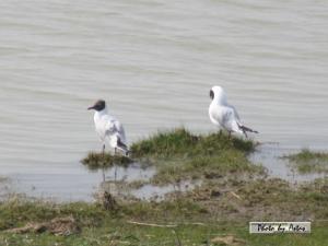 Klick f&uuml;r Originalgr&ouml;&szlig;e :normal_tagesfoto00000425.jpg