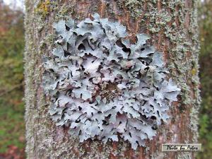 Klick f&uuml;r Originalgr&ouml;&szlig;e :normal_tagesfoto00000603.jpg