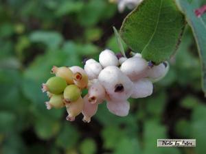 Klick f&uuml;r Originalgr&ouml;&szlig;e :normal_tagesfoto00000605.jpg