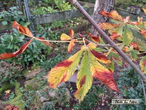 Klick f&uuml;r Originalgr&ouml;&szlig;e :normal_tagesfoto00000608.jpg