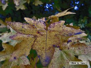 Klick f&uuml;r Originalgr&ouml;&szlig;e :normal_tagesfoto00000611.jpg