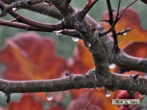 Klick f&uuml;r Originalgr&ouml;&szlig;e :normal_tagesfoto00000620.jpg