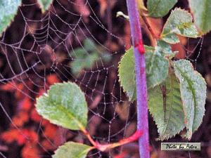 Klick f&uuml;r Originalgr&ouml;&szlig;e :normal_tagesfoto00000621.jpg