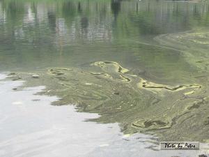 Klick f&uuml;r Originalgr&ouml;&szlig;e :normal_tagesfoto00000627.jpg