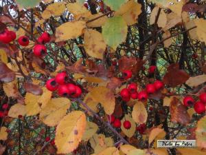 Klick f&uuml;r Originalgr&ouml;&szlig;e :normal_tagesfoto00000628.jpg