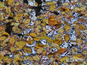 Klick f&uuml;r Originalgr&ouml;&szlig;e :normal_tagesfoto00000633.jpg