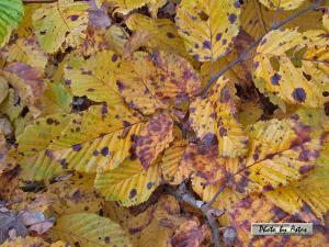 Klick f&uuml;r Originalgr&ouml;&szlig;e :normal_tagesfoto00000635.jpg