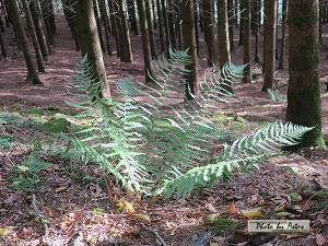 Klick f&uuml;r Originalgr&ouml;&szlig;e :normal_tagesfoto00000914.jpg