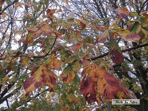 Klick f&uuml;r Originalgr&ouml;&szlig;e :normal_tagesfoto00000917.jpg