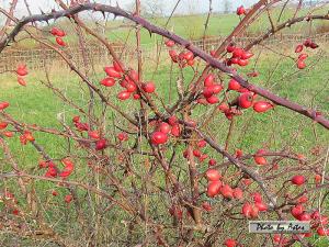 Klick f&uuml;r Originalgr&ouml;&szlig;e :normal_tagesfoto00000935.jpg