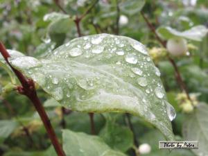 Klick für Originalgröße :wetterkabriolen00023.jpg