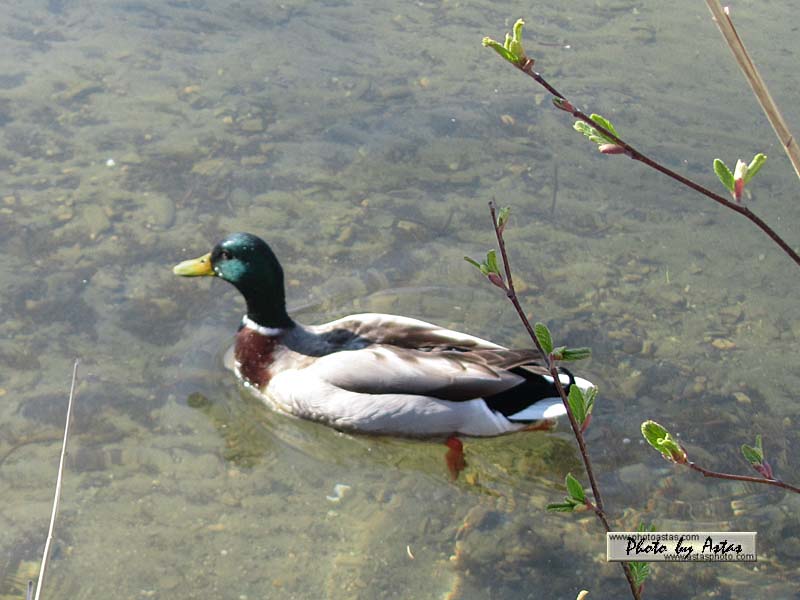 Schliessen von 2013zellamsee045.jpg