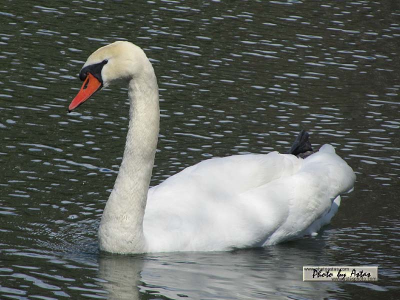 Schliessen von 2013zellamsee078.jpg