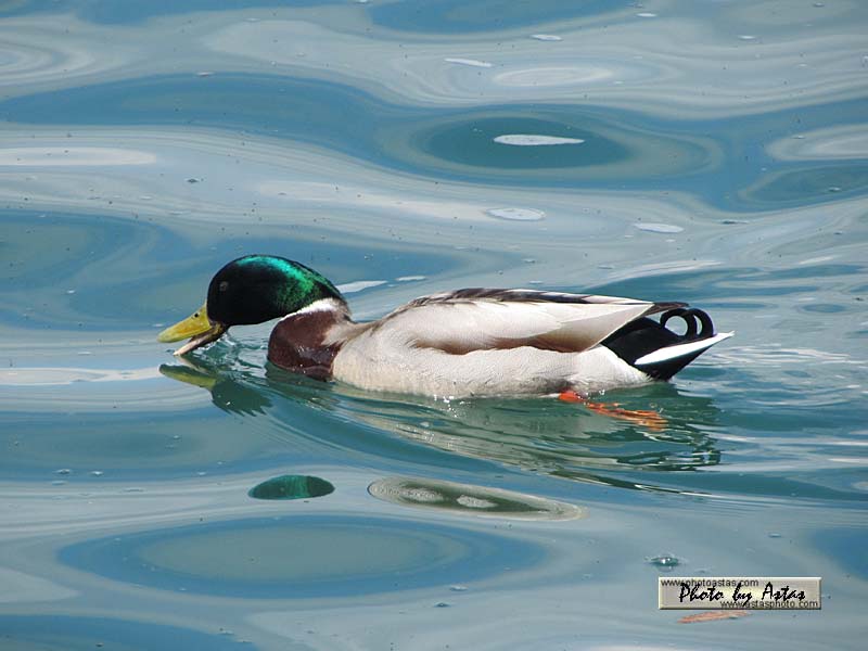 Schliessen von 2013zellamsee134.jpg