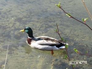 Klick für Originalgröße :2013zellamsee045.jpg