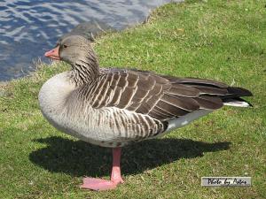 Klick für Originalgröße :2013zellamsee166.jpg